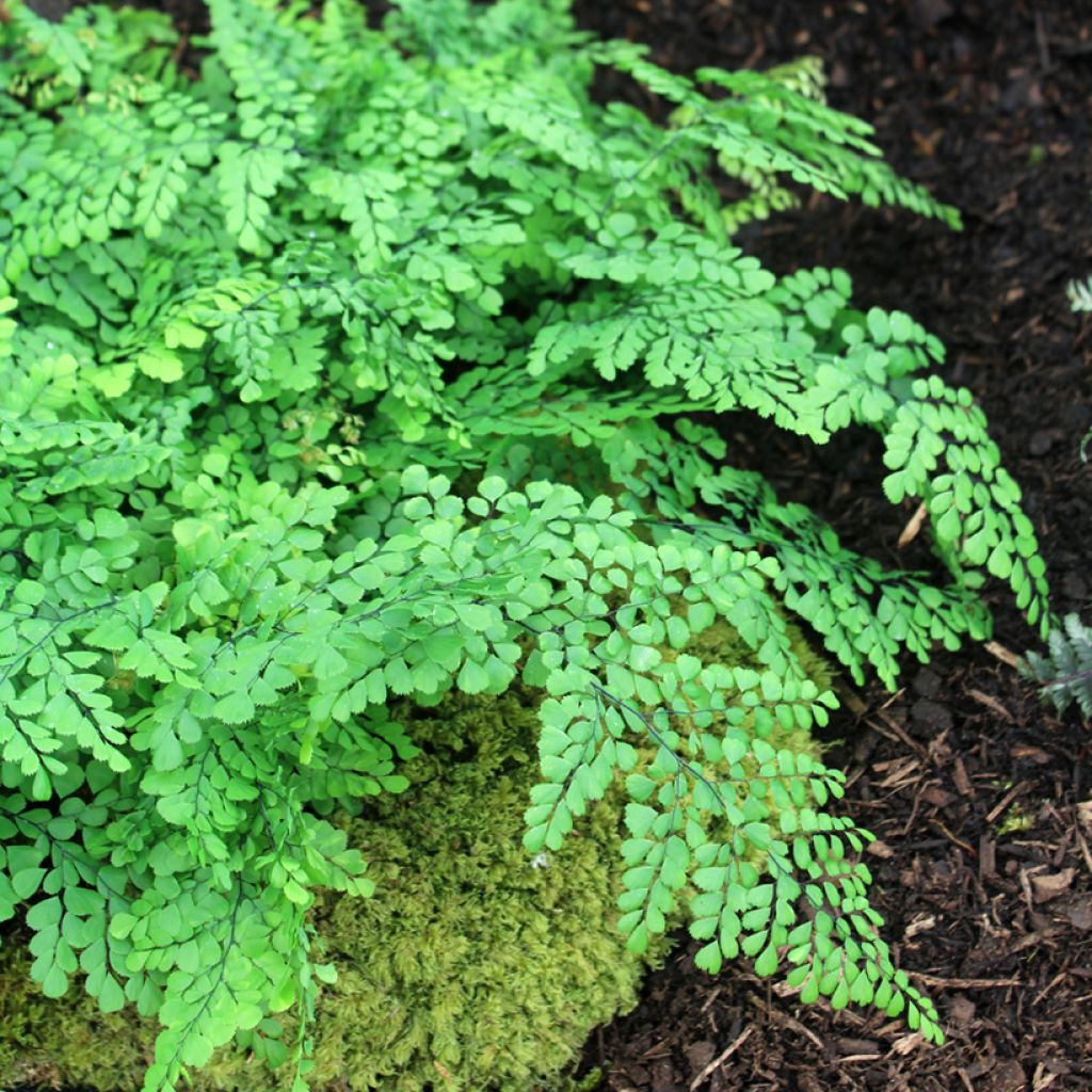 Adiantum venustum - Himalaja-Venushaar-Farn