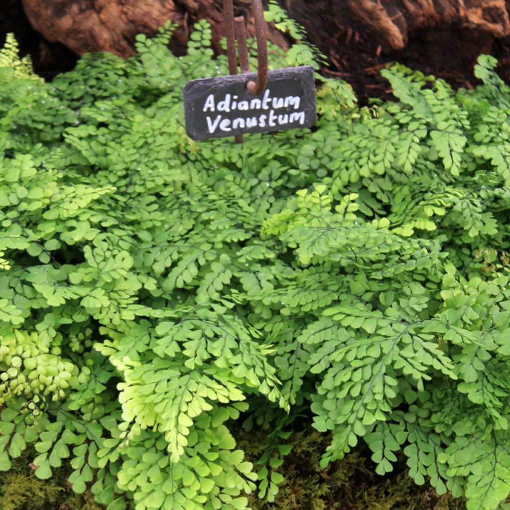 Adiantum venustum - Himalaja-Venushaar-Farn