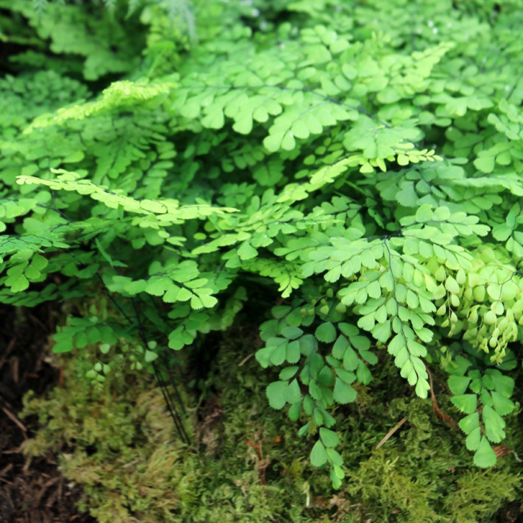 Adiantum venustum - Himalaja-Venushaar-Farn