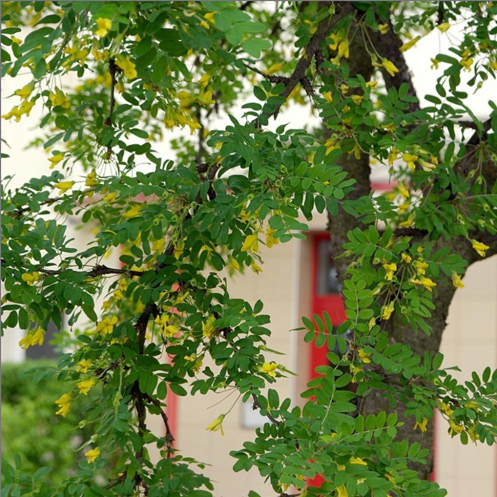 Caragana arborescens - Erbsenstrauch