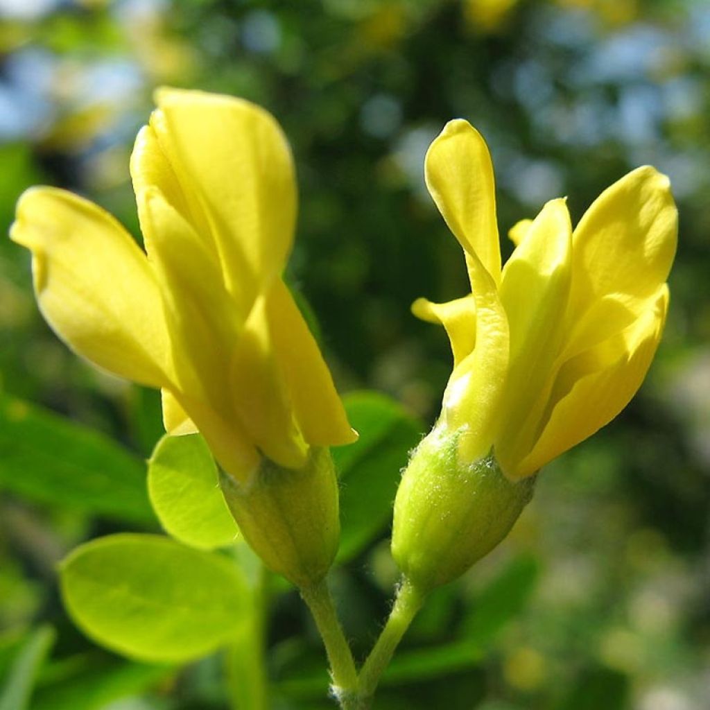 Caragana arborescens - Erbsenstrauch