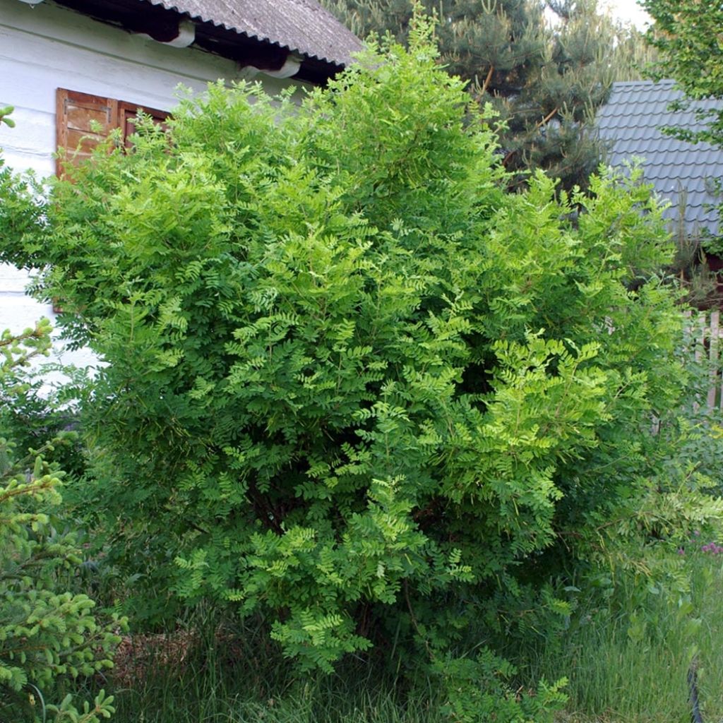 Caragana arborescens - Erbsenstrauch