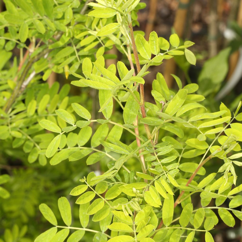 Caragana arborescens Lutescens - Erbsenstrauch