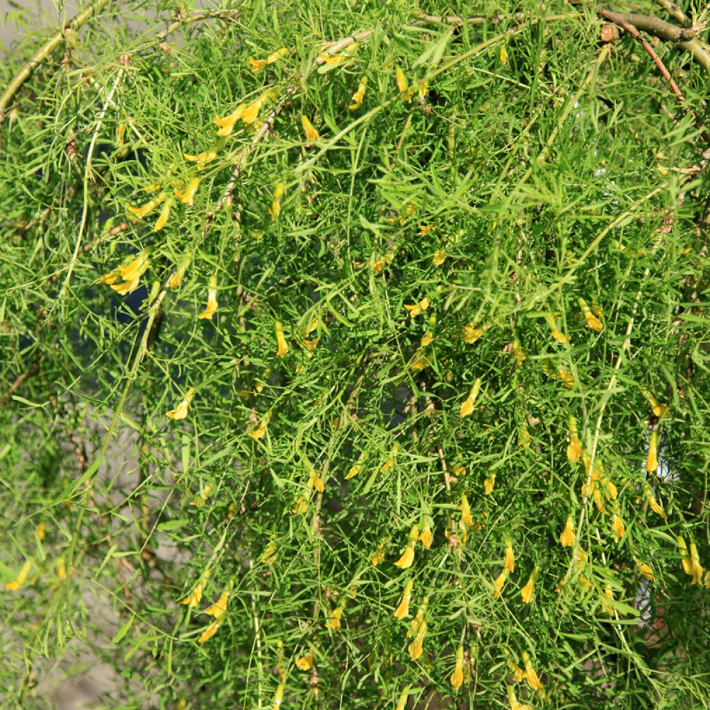 Caragana arborescens Walker - Erbsenstrauch