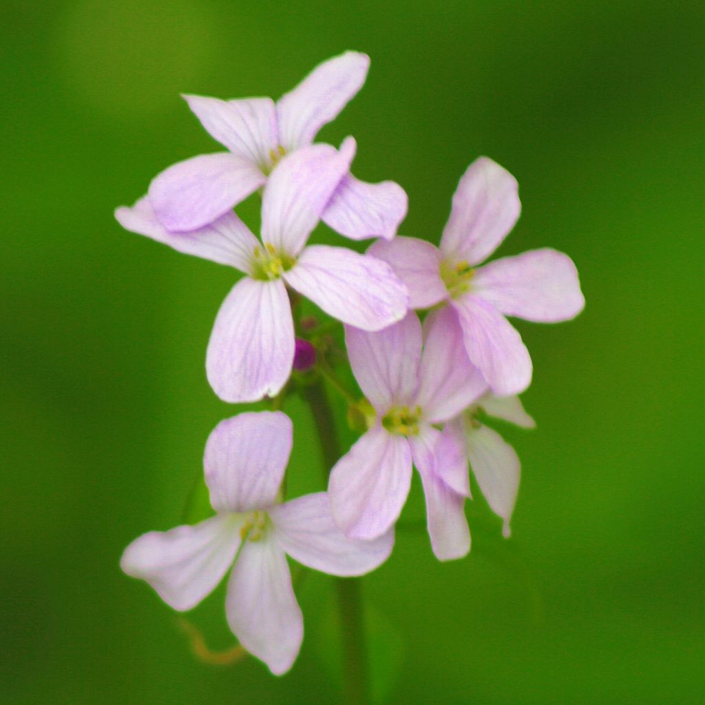 Cardamine bulbifera - Zwiebeltragende Zahnwurz