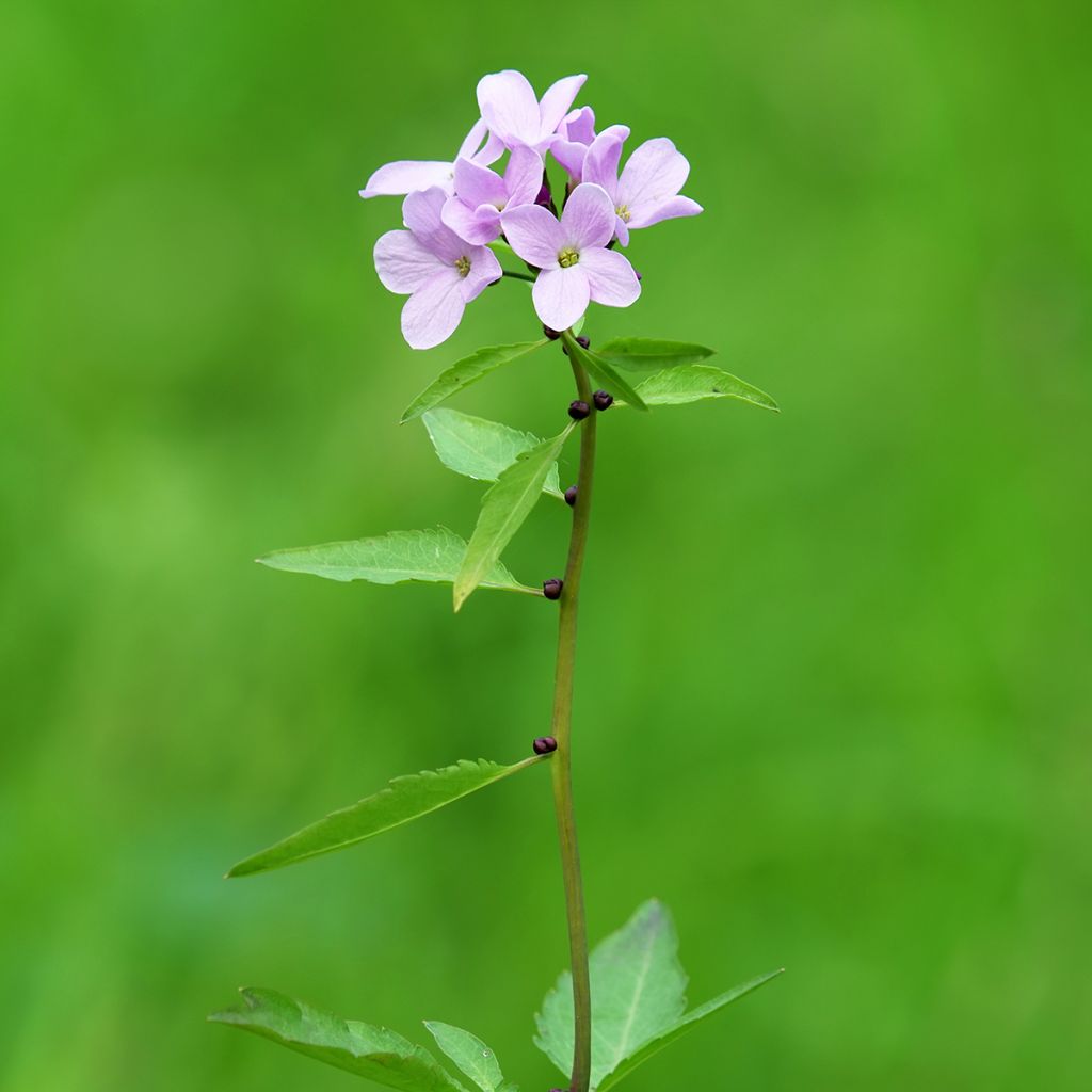 Cardamine bulbifera - Zwiebeltragende Zahnwurz