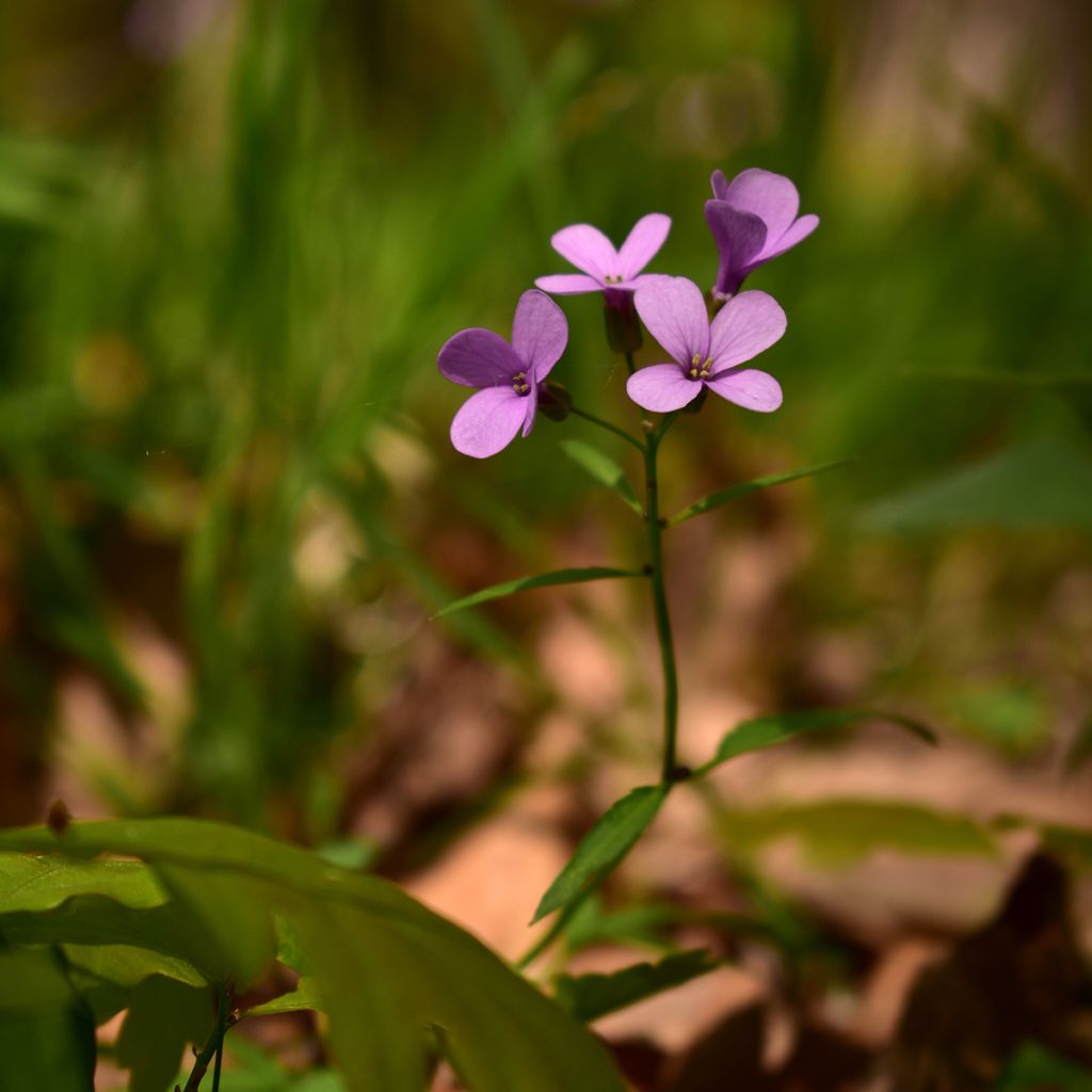 Cardamine bulbifera - Zwiebeltragende Zahnwurz