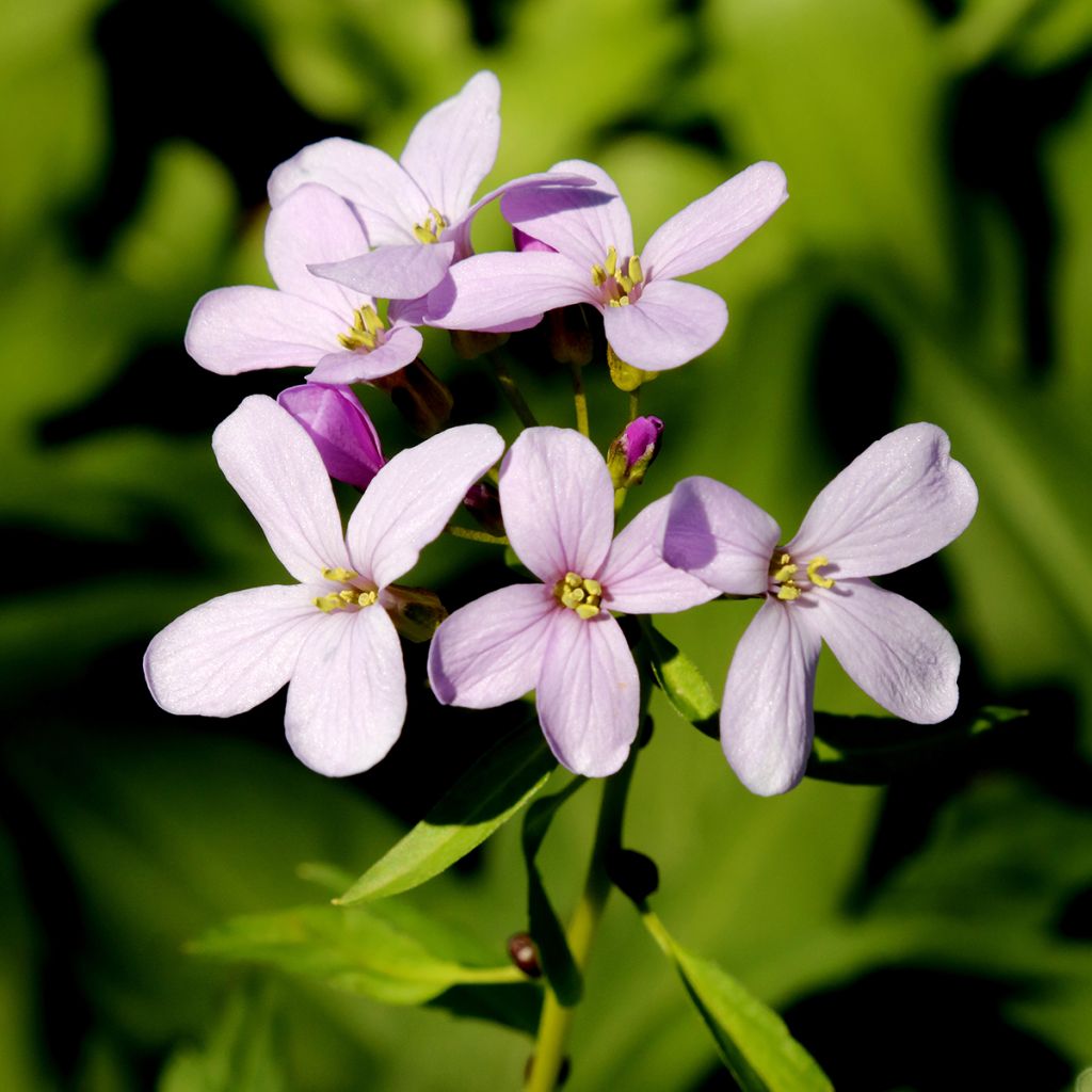 Cardamine bulbifera - Zwiebeltragende Zahnwurz