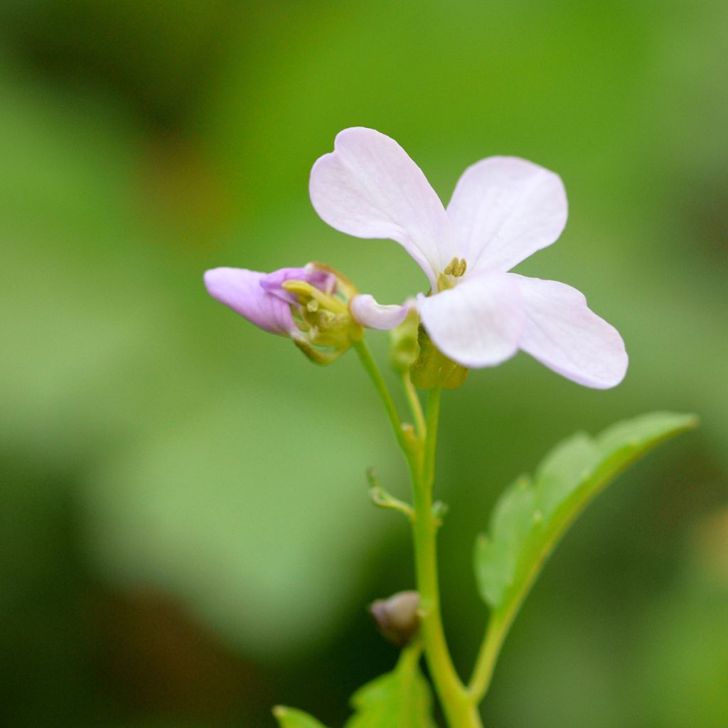 Cardamine bulbifera - Zwiebeltragende Zahnwurz