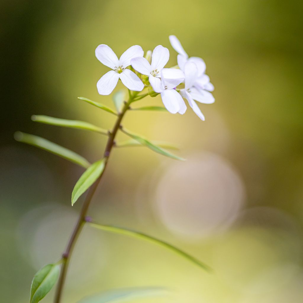 Cardamine bulbifera - Zwiebeltragende Zahnwurz