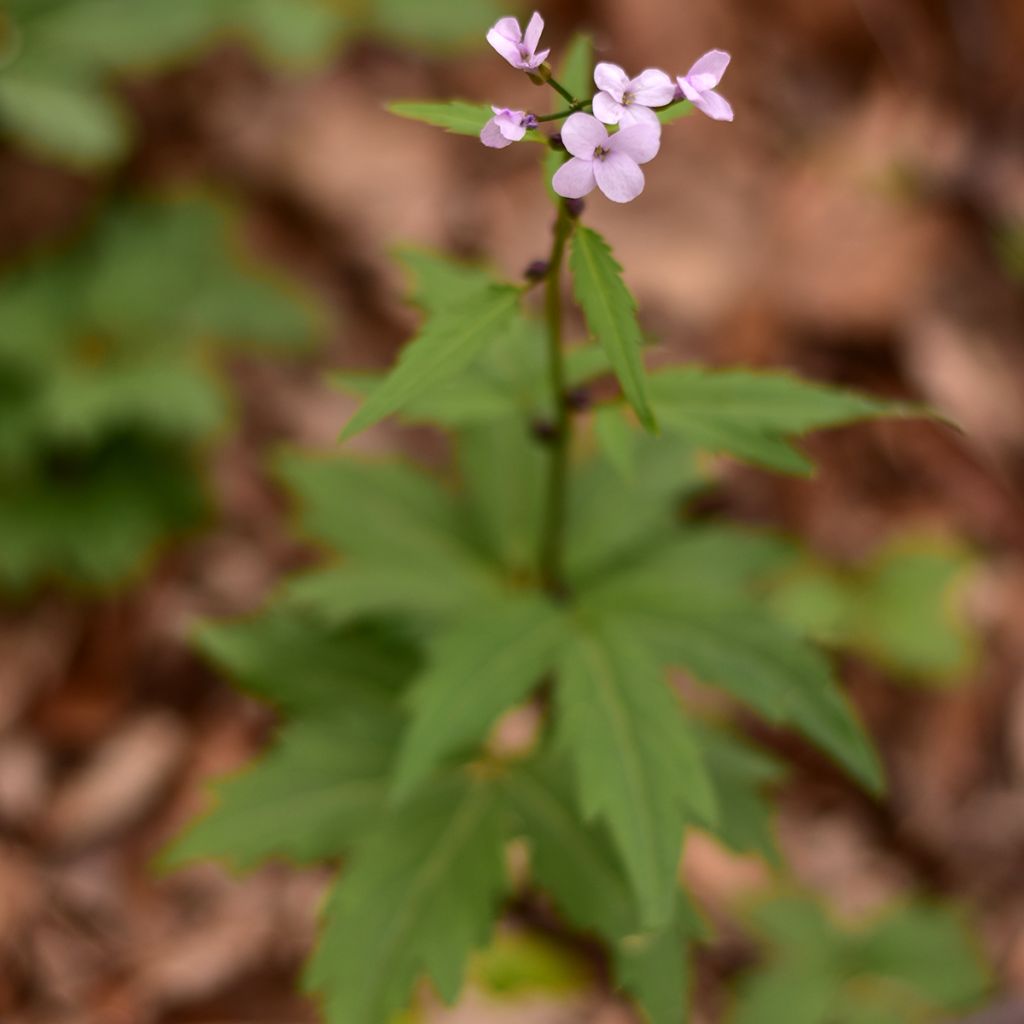 Cardamine bulbifera - Zwiebeltragende Zahnwurz