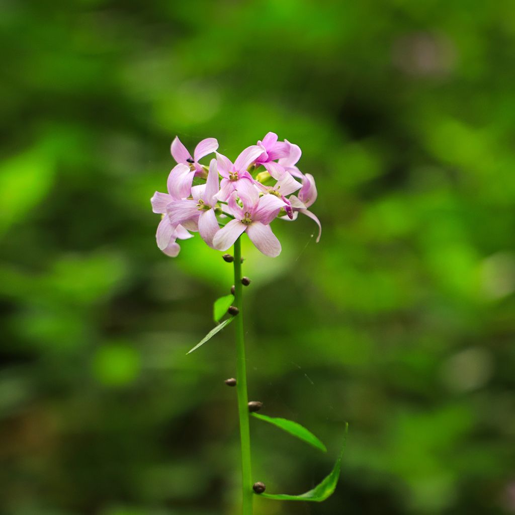 Cardamine bulbifera - Zwiebeltragende Zahnwurz