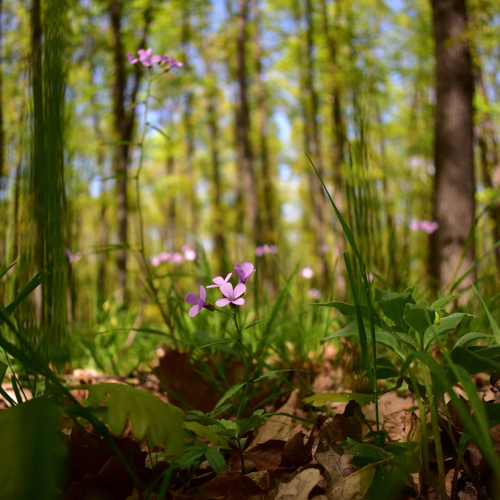 Cardamine bulbifera - Zwiebeltragende Zahnwurz