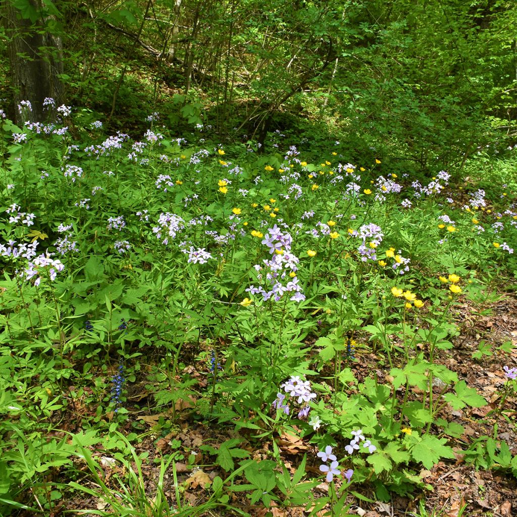 Cardamine bulbifera - Zwiebeltragende Zahnwurz