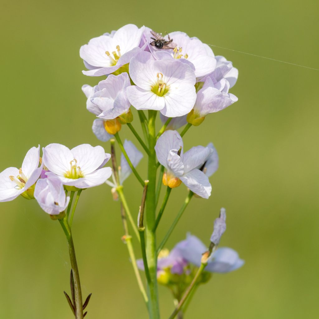 Cardamine pratensis - Wiesen-Schaumkraut