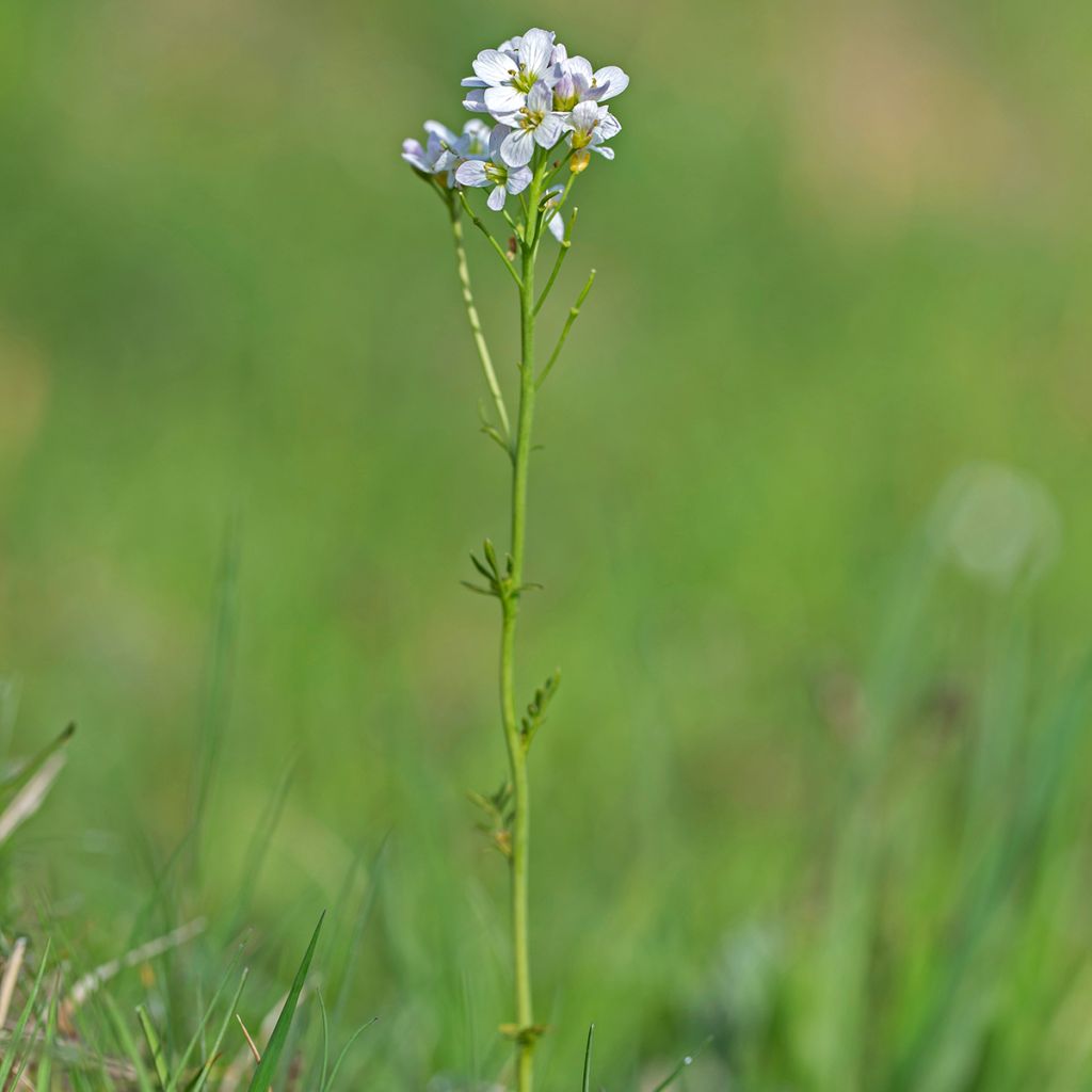 Cardamine pratensis - Wiesen-Schaumkraut