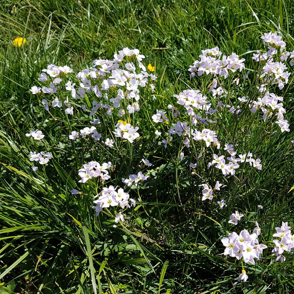 Cardamine pratensis - Wiesen-Schaumkraut