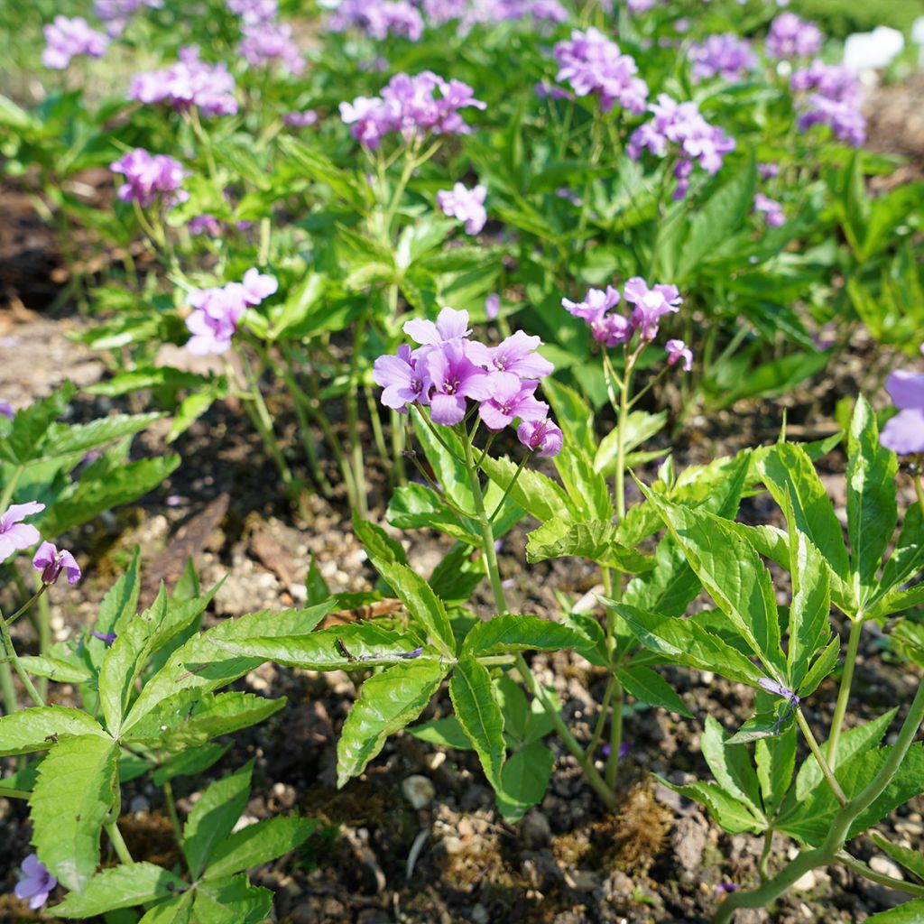 Cardamine pentaphylla, Cresson des près