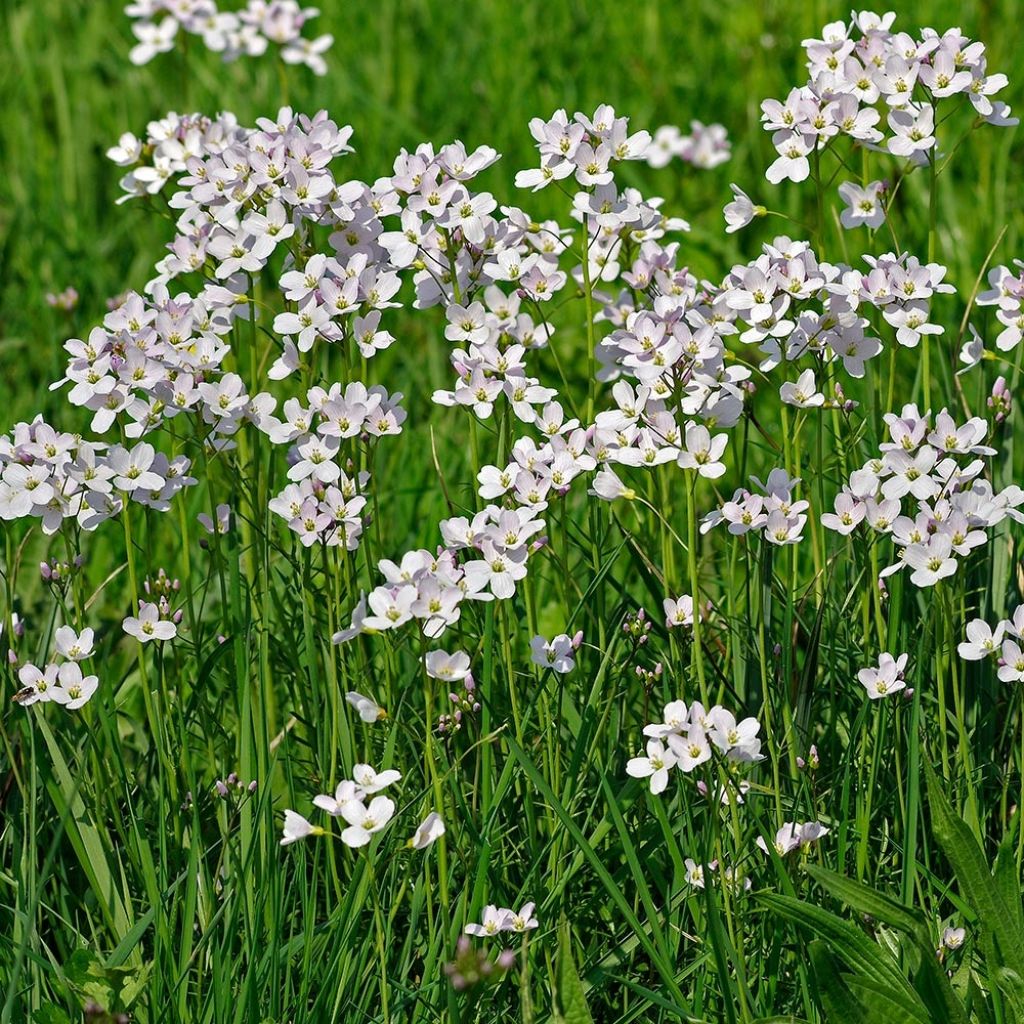 Cardamine pratensis - Wiesen-Schaumkraut