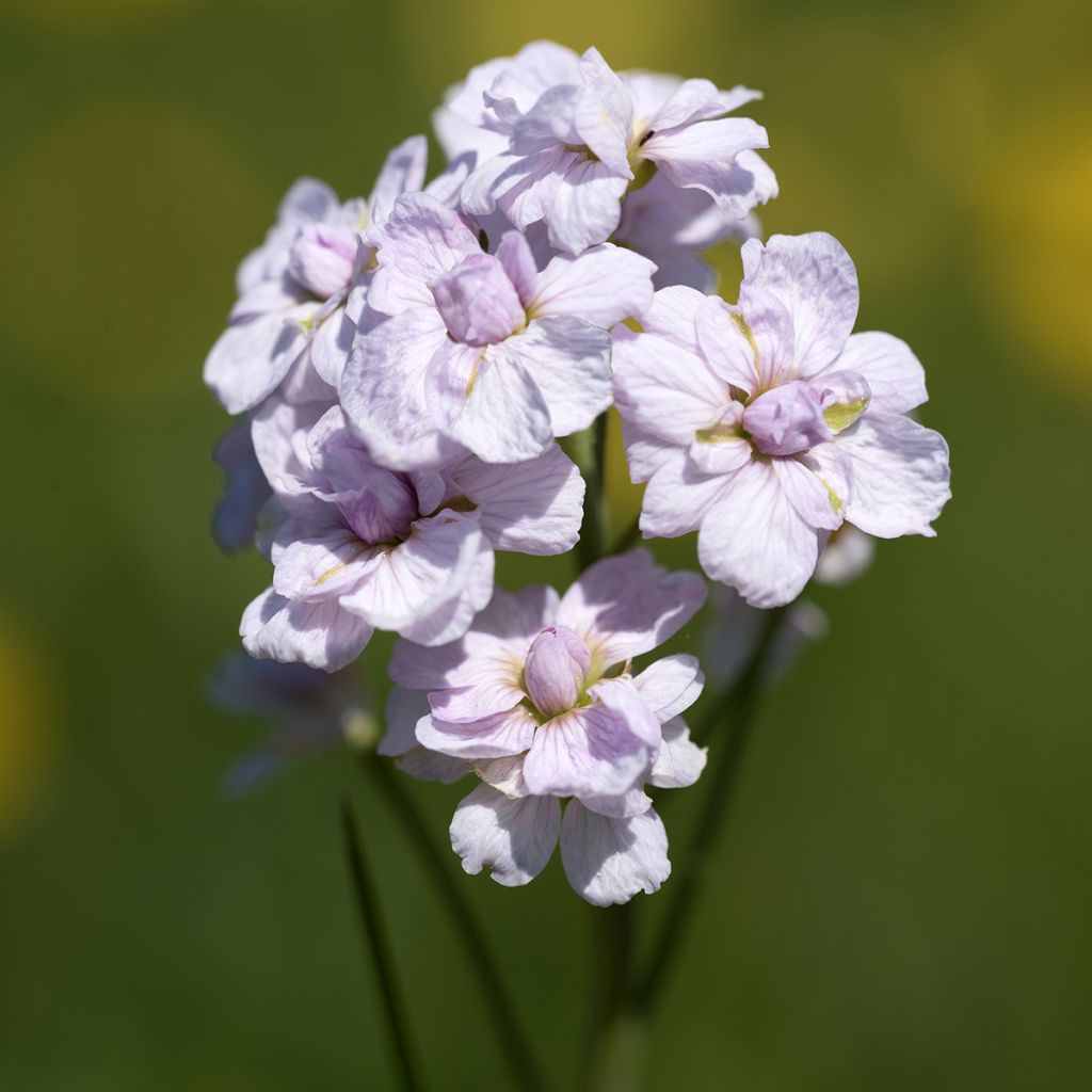 Cardamine pratensis Flore Pleno - Wiesen-Schaumkraut