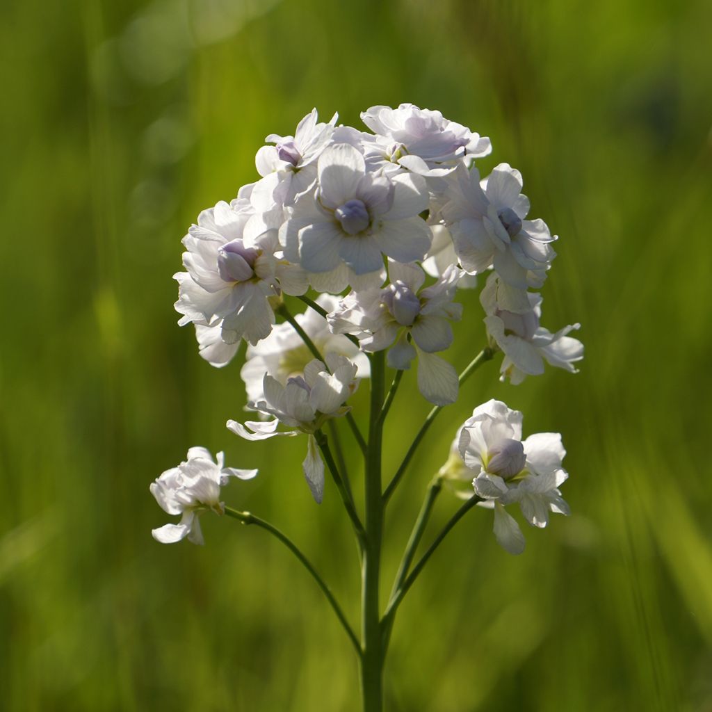 Cardamine pratensis Flore Pleno - Wiesen-Schaumkraut