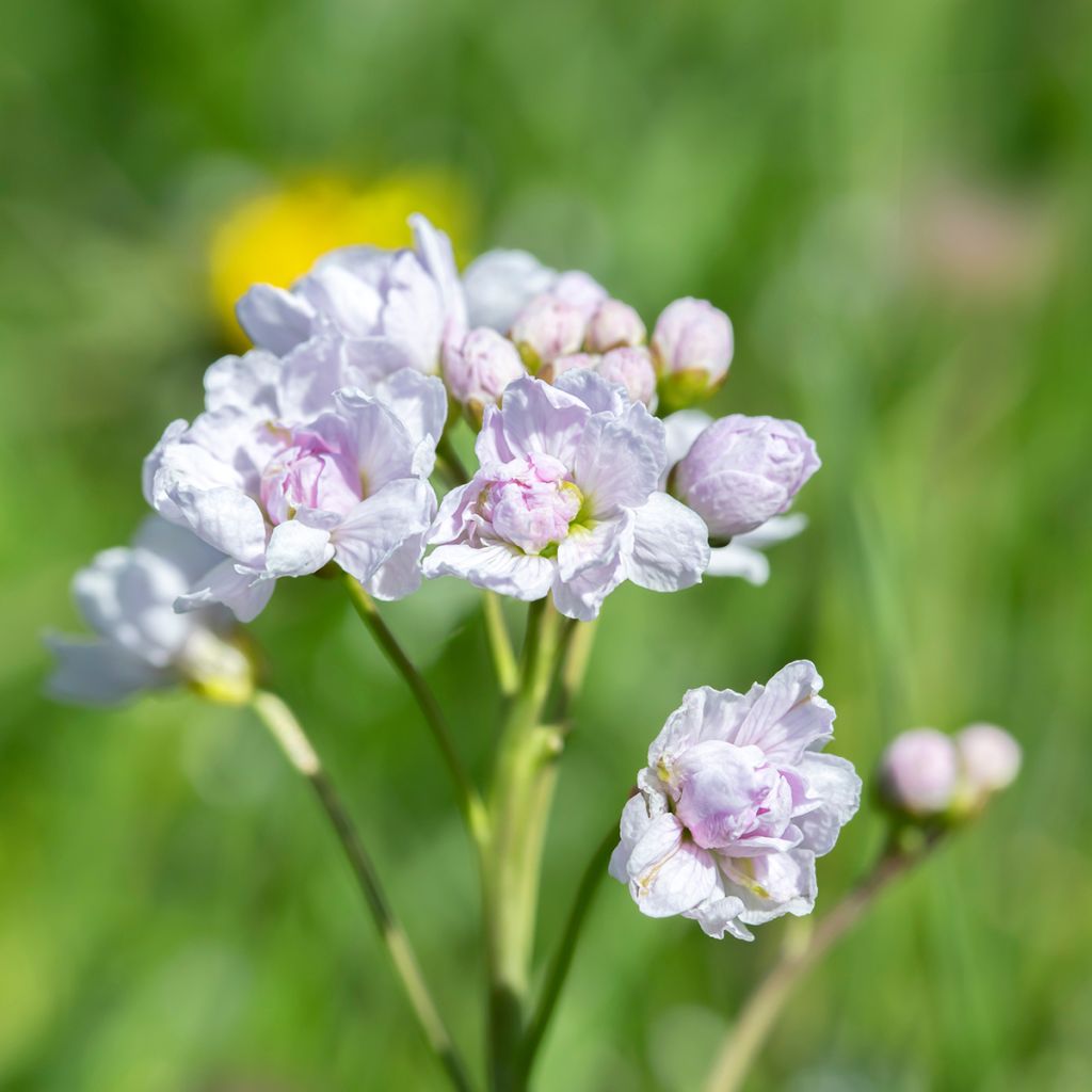 Cardamine pratensis Flore Pleno - Wiesen-Schaumkraut