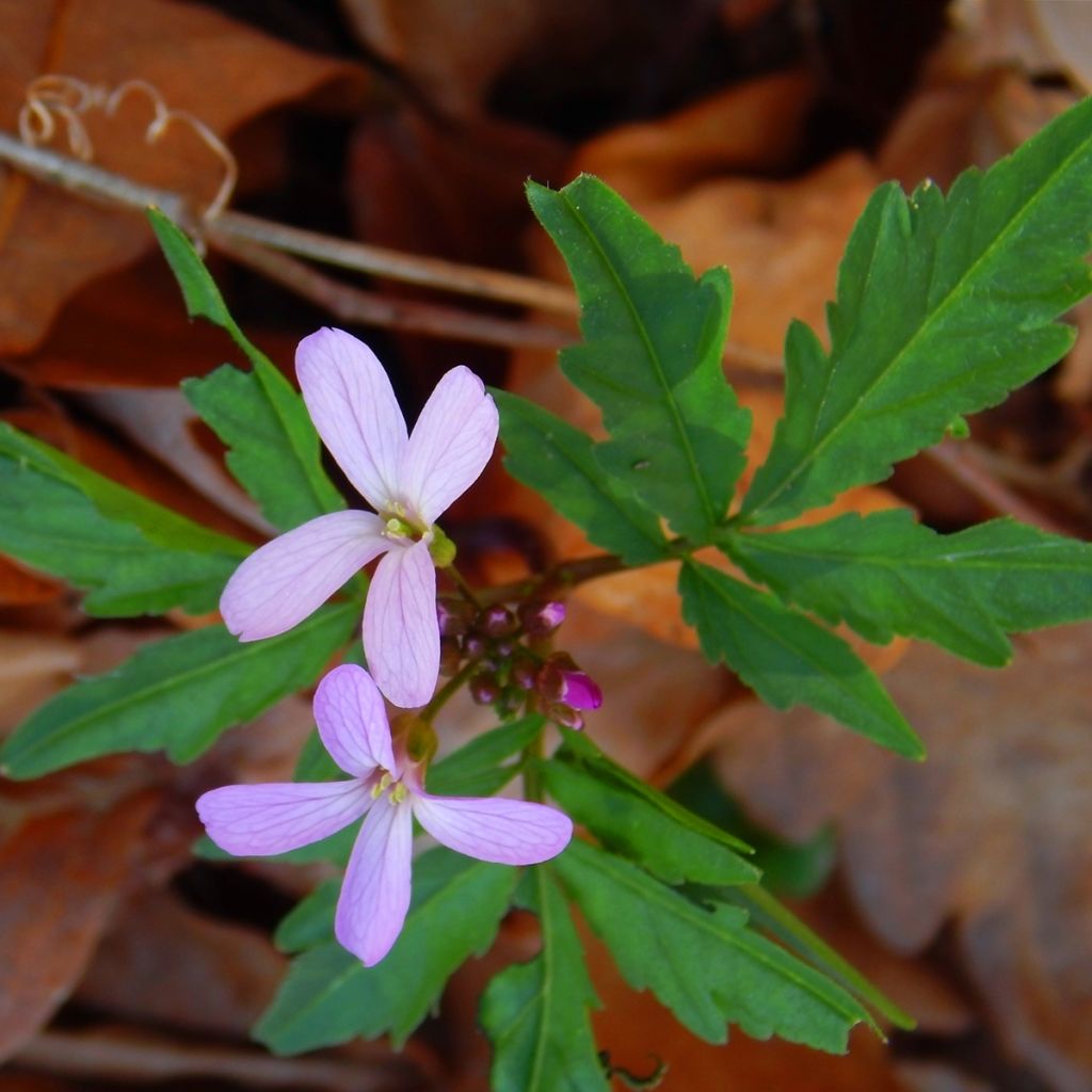 Cardamine quinquefolia - Schaumkraut