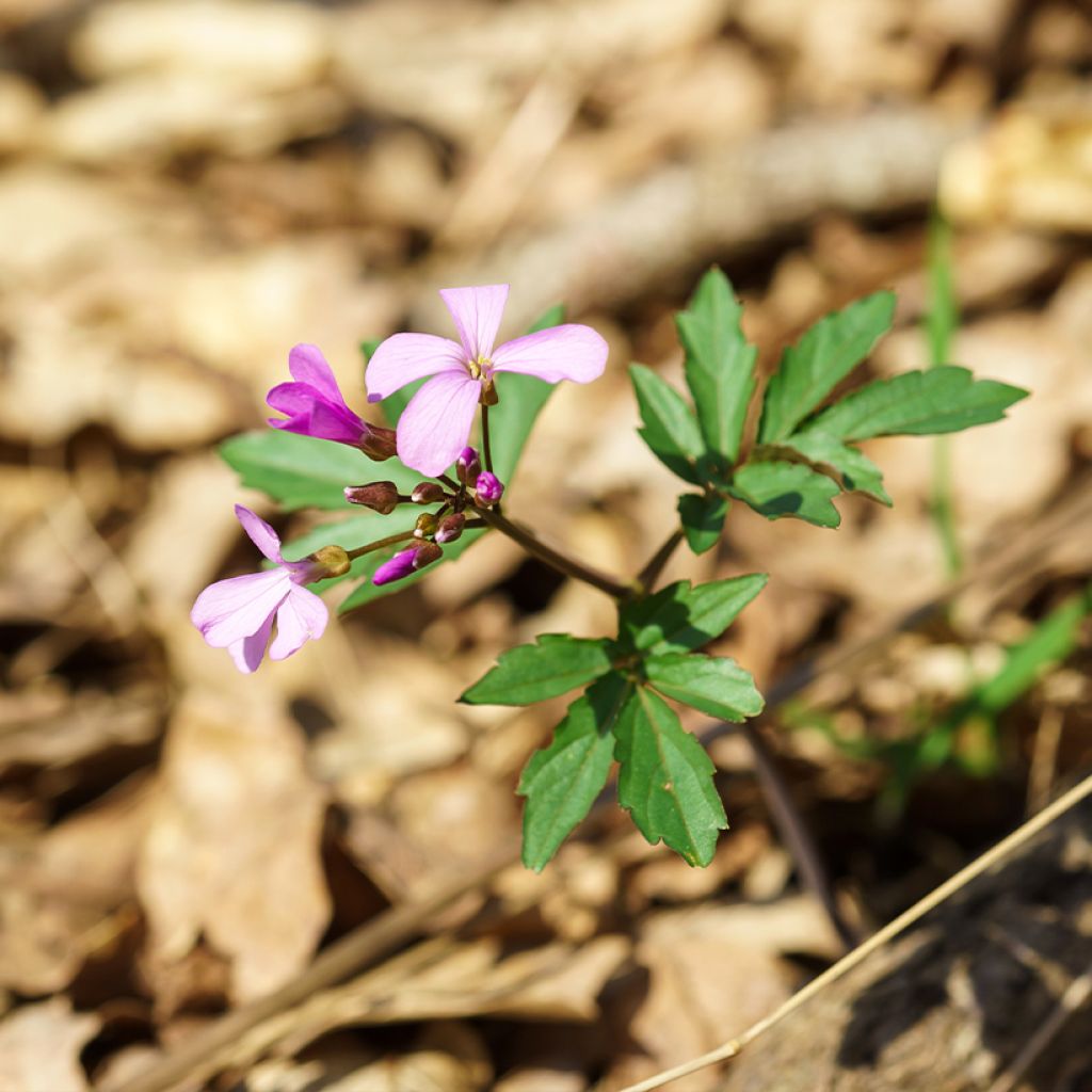 Cardamine quinquefolia - Schaumkraut