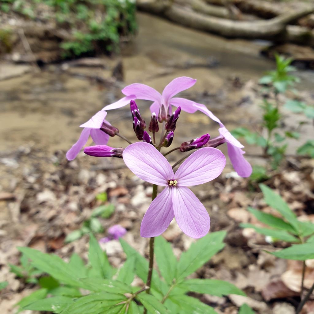 Cardamine quinquefolia - Schaumkraut