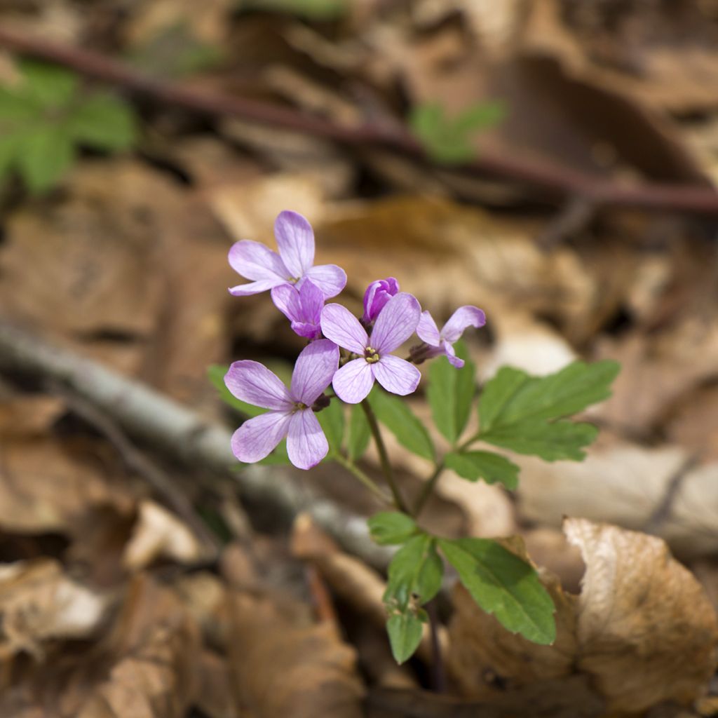 Cardamine quinquefolia - Schaumkraut