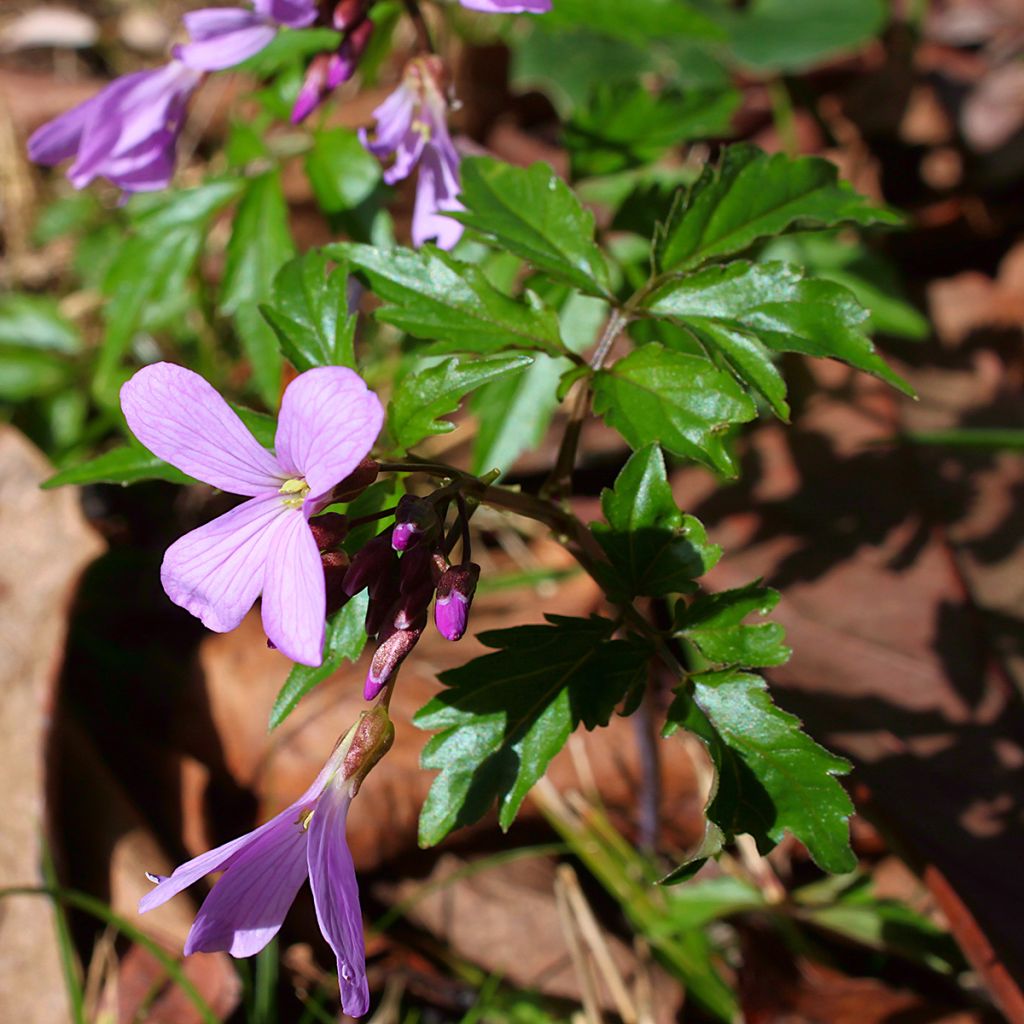 Cardamine quinquefolia - Schaumkraut