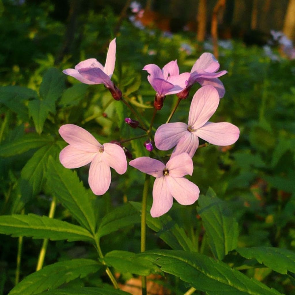 Cardamine quinquefolia - Schaumkraut