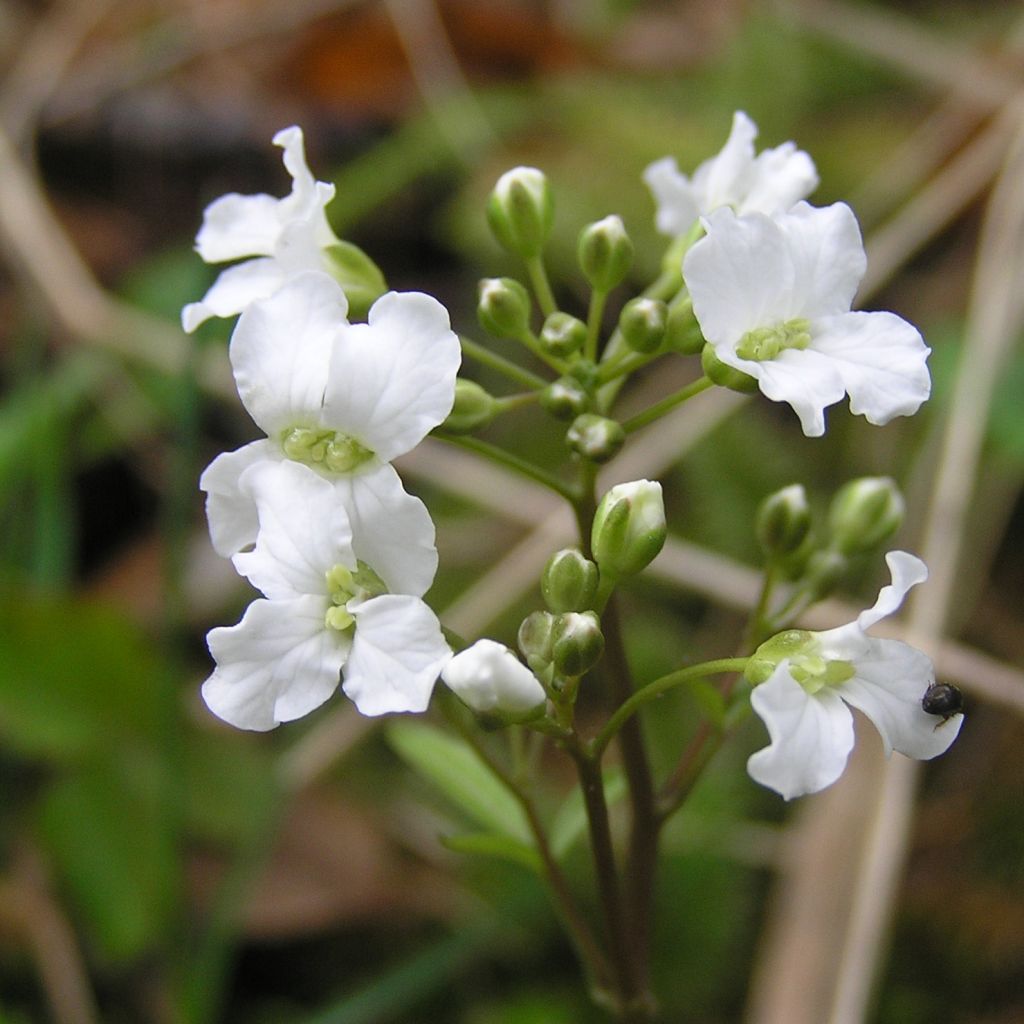 Cardamine trifolia - Dreiblättriges Schaumkraut