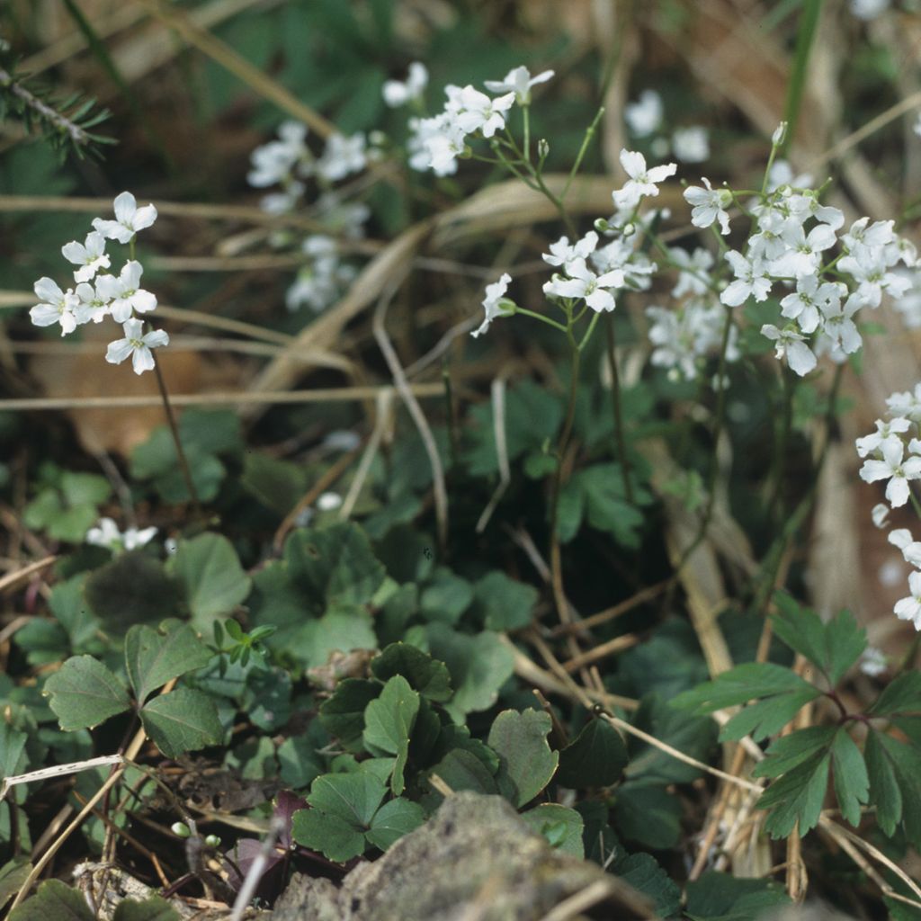 Cardamine trifolia, Cresson des près