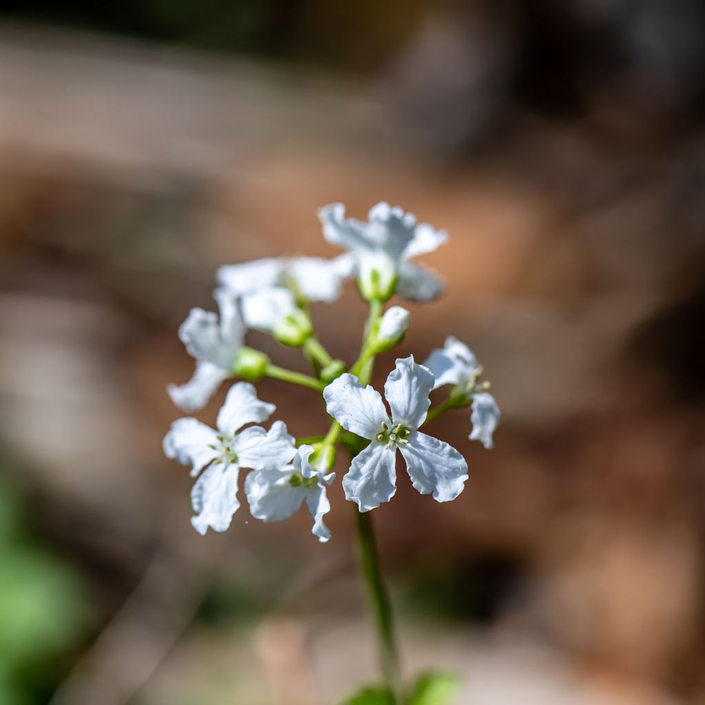 Cardamine trifolia - Dreiblättriges Schaumkraut