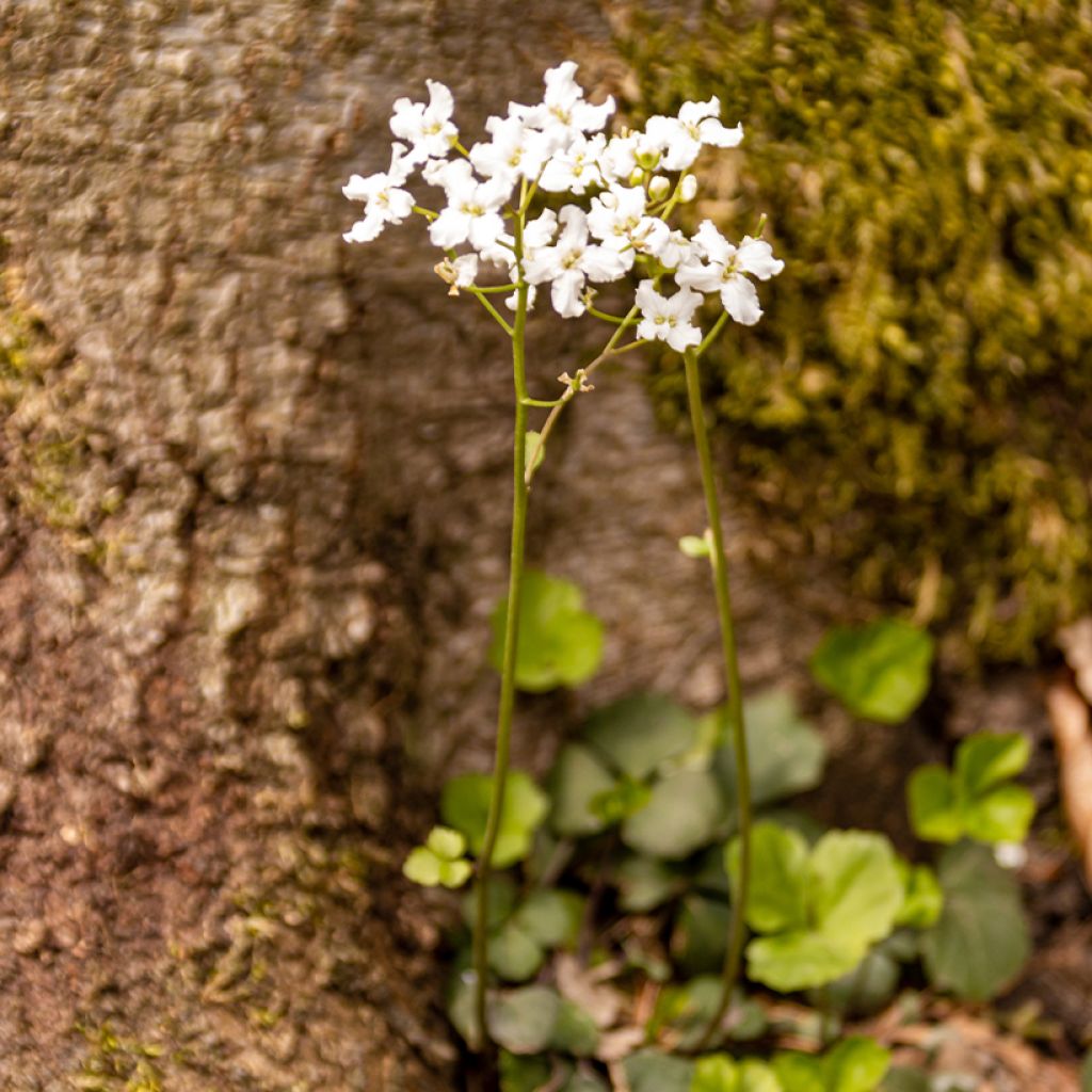 Cardamine trifolia - Dreiblättriges Schaumkraut