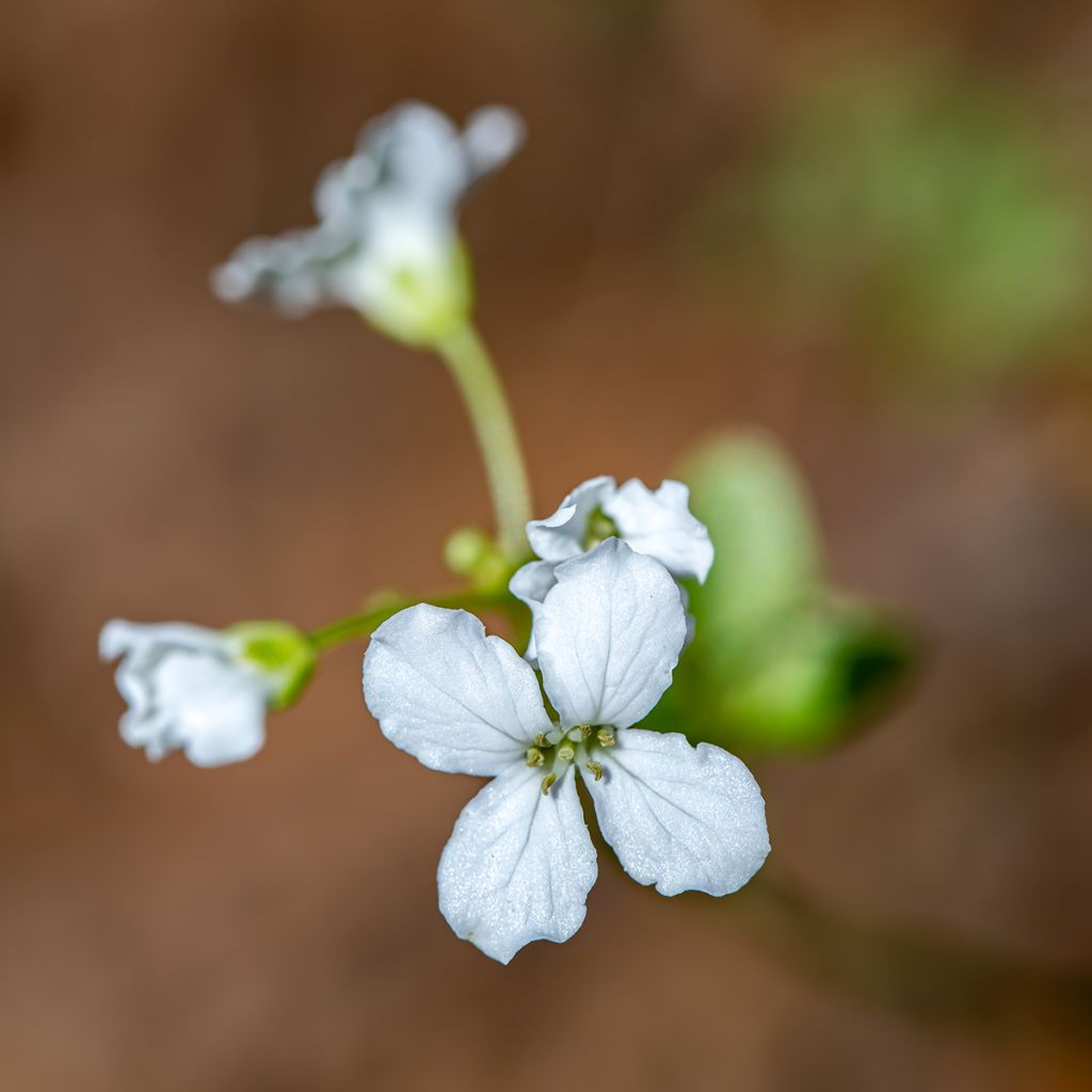 Cardamine trifolia - Dreiblättriges Schaumkraut