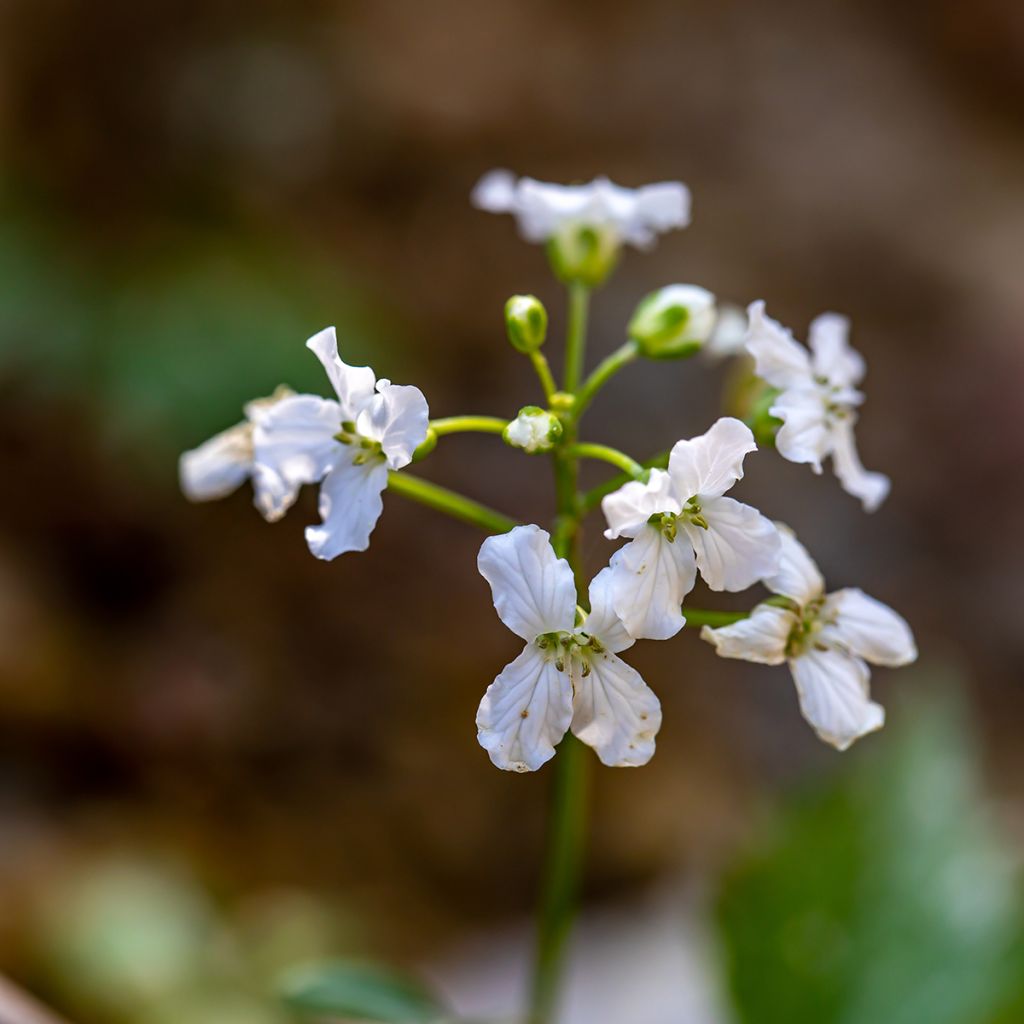 Cardamine trifolia - Dreiblättriges Schaumkraut