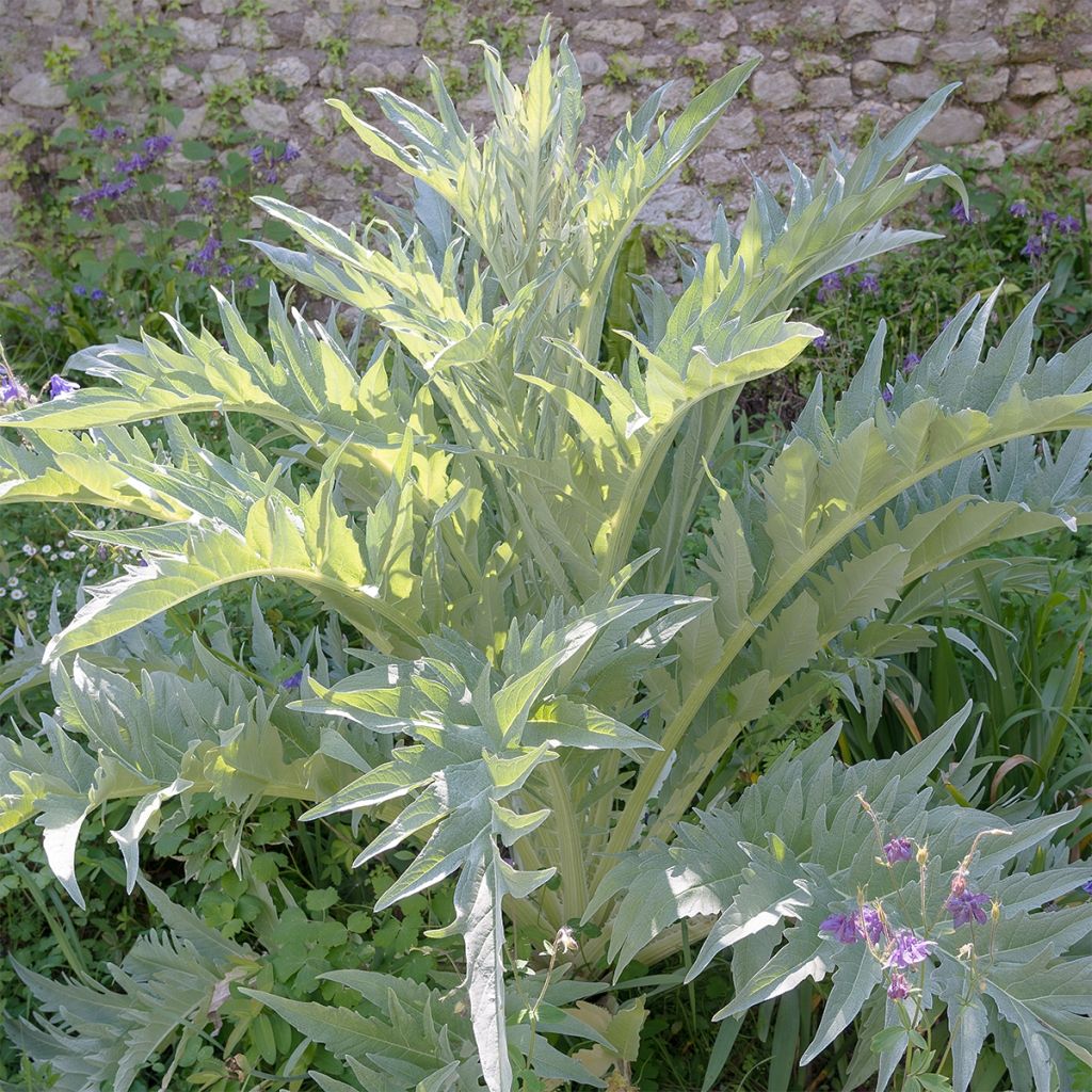 Wilde Artischocke Gigante di Romagna - Cynara cardunculus