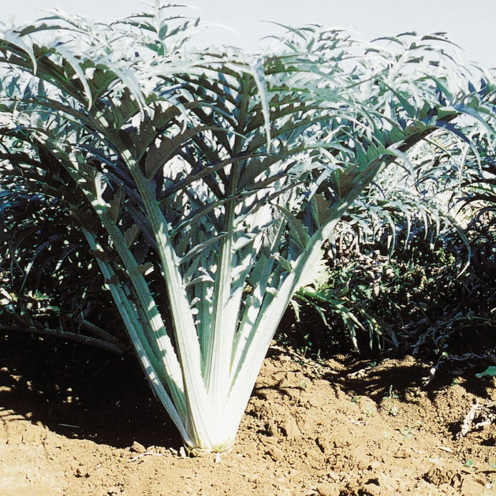 Wilde Artischocke blanc Ameliore - Cynara cardunculus