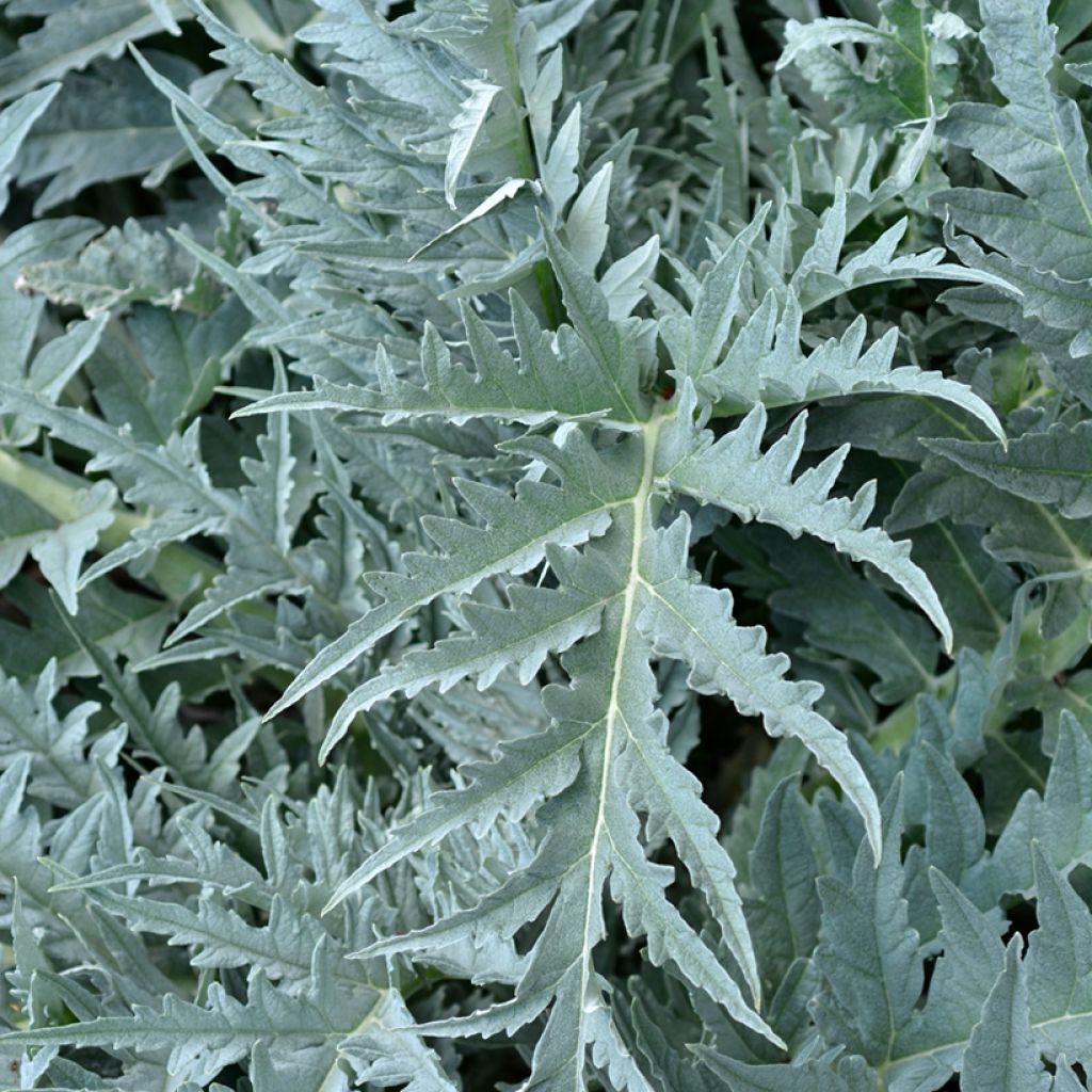 Wilde Artischocke blanc Ameliore - Cynara cardunculus