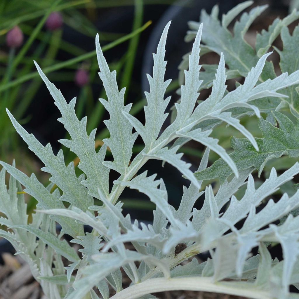 Cardon plein blanc inerme - Cynara cardunculus