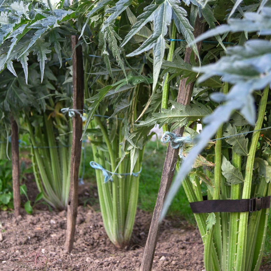 Wilde Artischocke - Cynara cardunculus