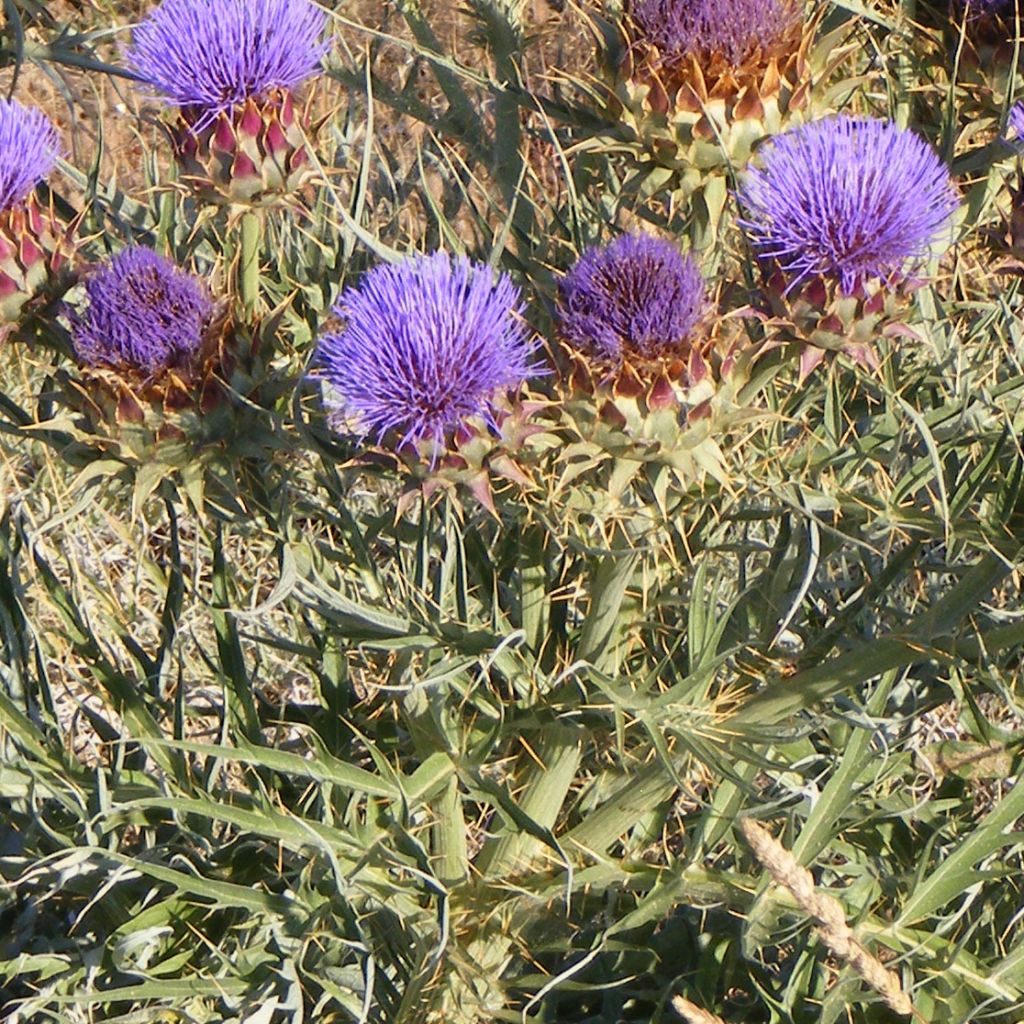 Wilde Artischocke d'Alger - Cynara cardunculus