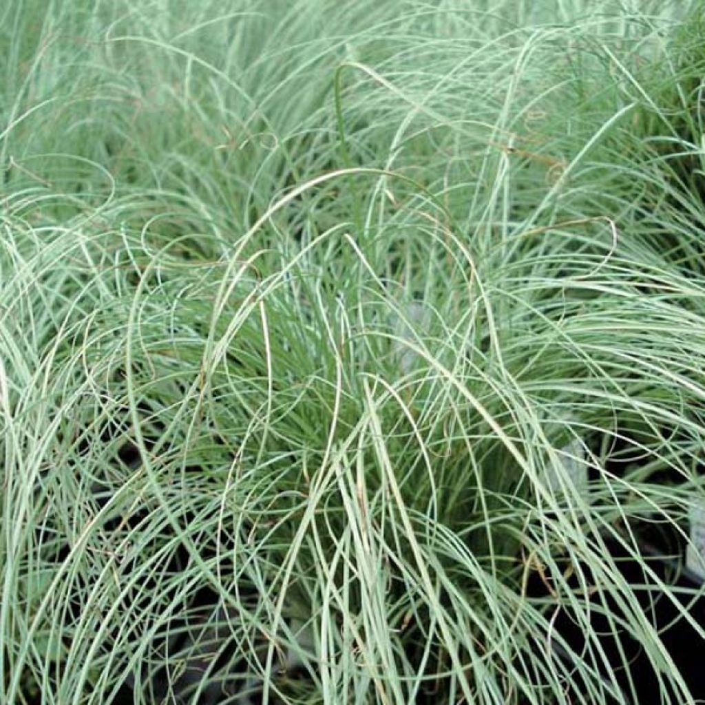 Carex comans Frosted Curls - Neuseeländische Segge