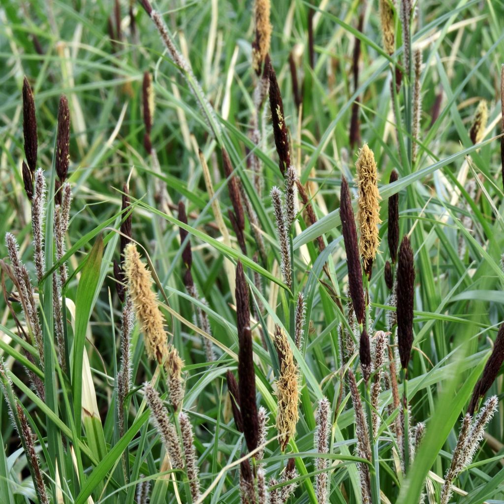 Carex acutiformis - Sumpf-Segge