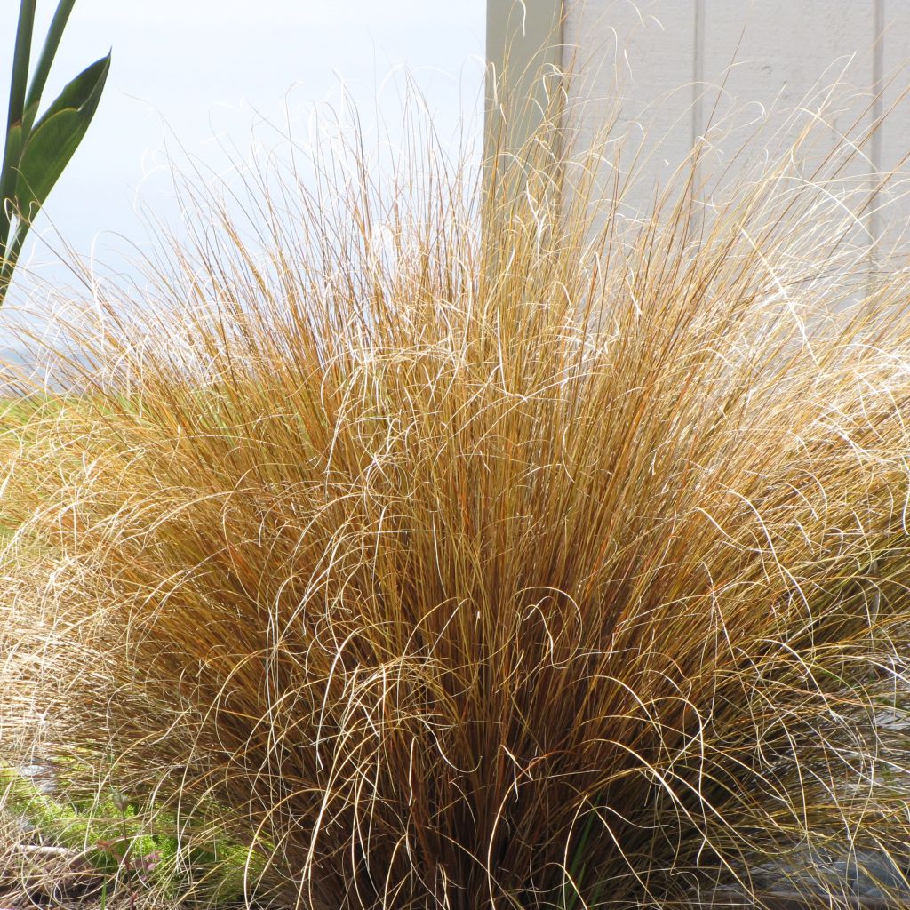 Carex buchananii - Fuchsrote Neuseeland-Segge