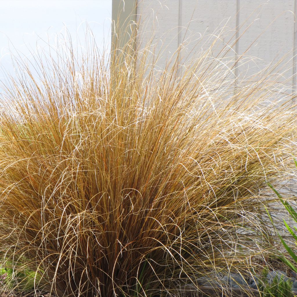 Carex buchananii Red Rooster - Laîche de Buchanan