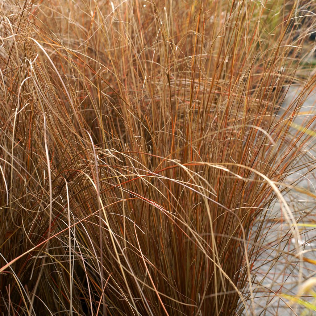 Carex buchananii Red Rooster - Fuchsrote Neuseeland-Segge