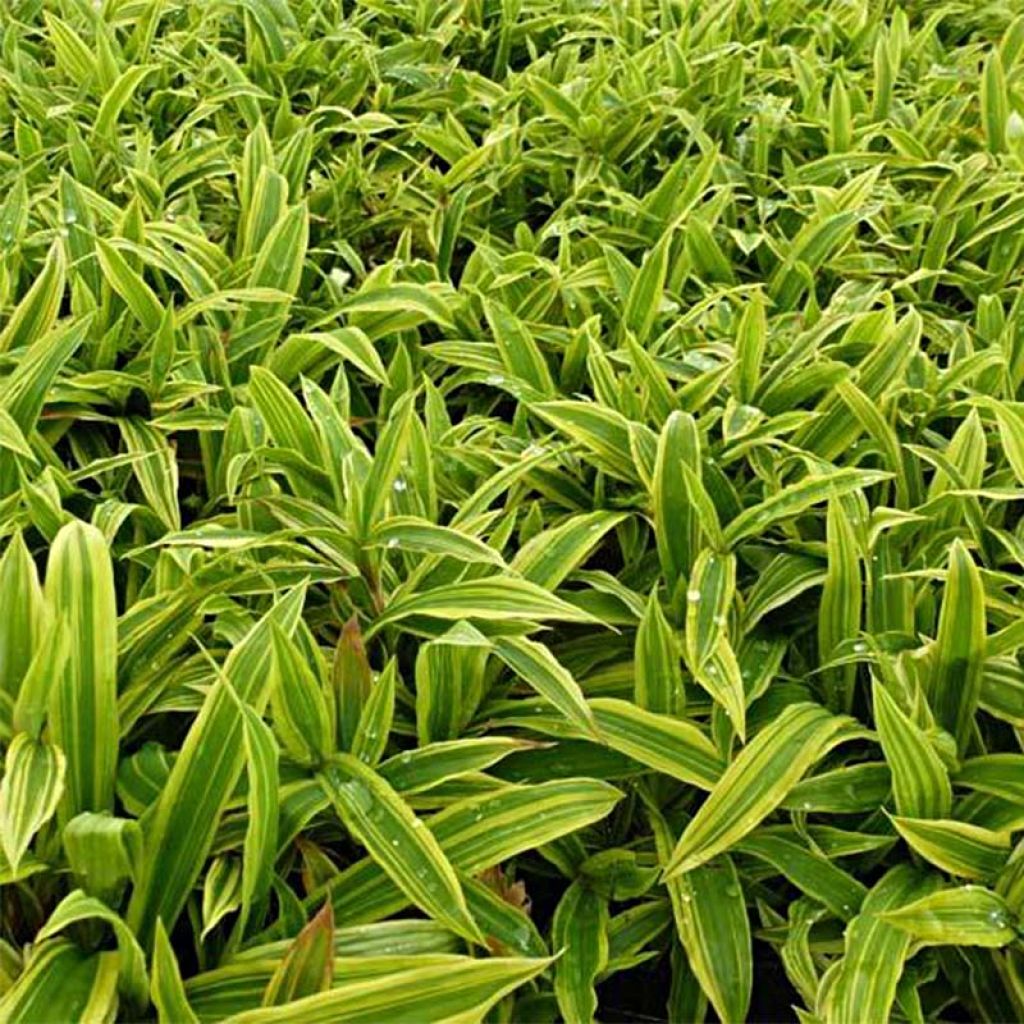 Carex ciliatomarginata Shima Nishiki - Segge